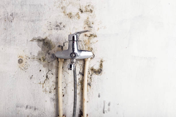 Best Mold Testing  in Lovettsville, VA