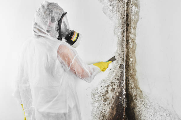 Best Certified Mold Removal  in Lovettsville, VA