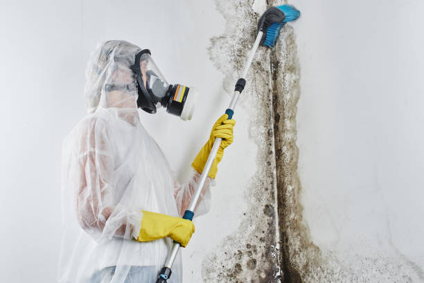 Best Office Mold Removal Services  in Lovettsville, VA