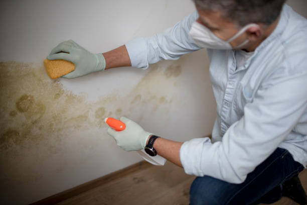 Best Affordable Mold Removal  in Lovettsville, VA