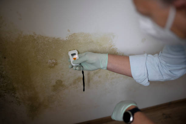 Best Toxic Mold Removal  in Lovettsville, VA